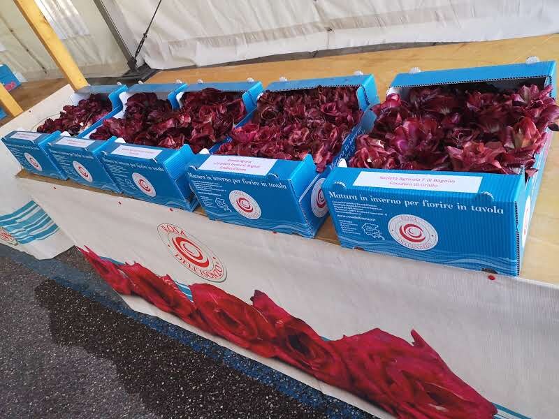 Radicchio Rosa dell'Isonzo appena raccolto