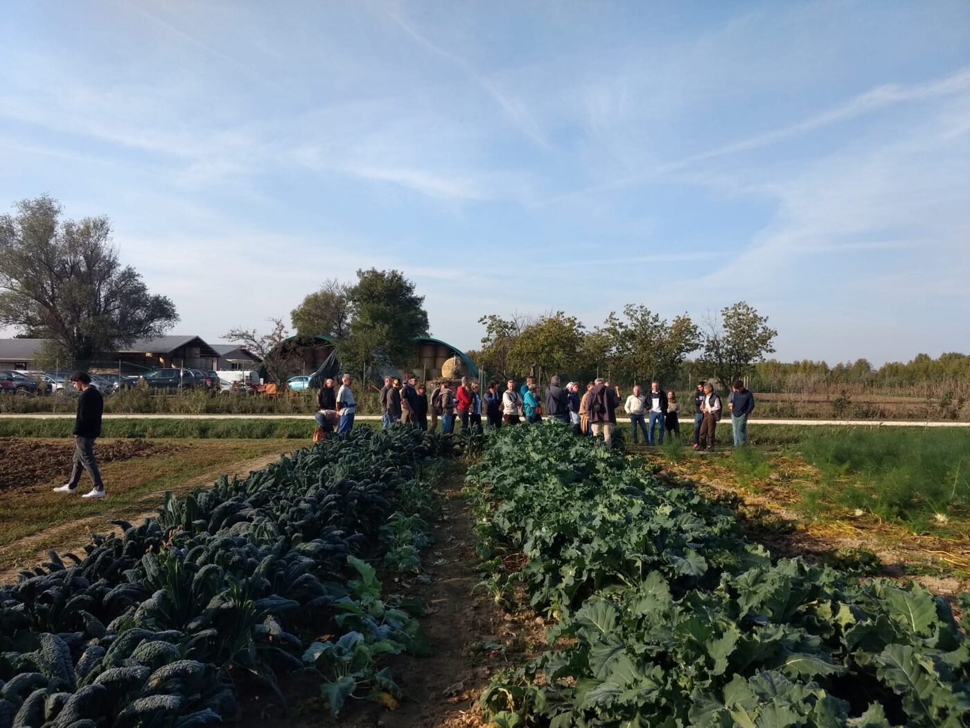 Campi coltivati in biologico